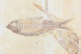 Beautiful Diplomystus Fossil Fish Cluster - Wyoming #84224-4